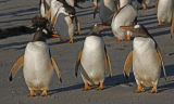 Gentoo Penguins